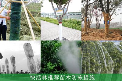 綠化工程中樹苗的防凍養護指南 方法與防凍劑選擇